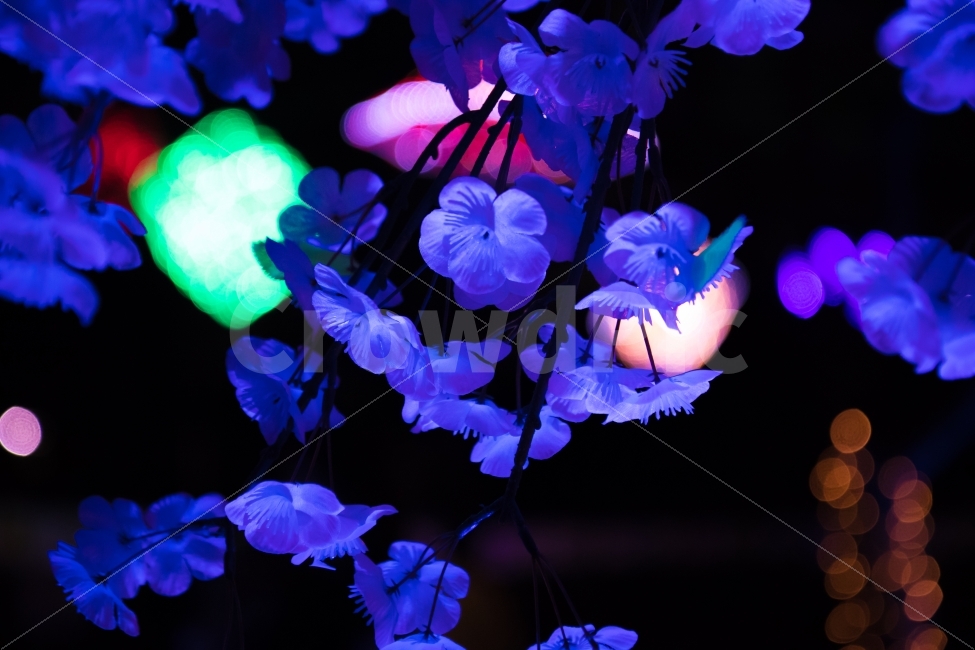 꽃,화사,플라워,빛,몽글몽글,감성,감성사진,느낌,미,알록달록,스냅,식물,자연,plants,nature,꽃,flower,야경,밤,풍경,nightscape,night,landscape,blossom,plant,geranium,제라늄