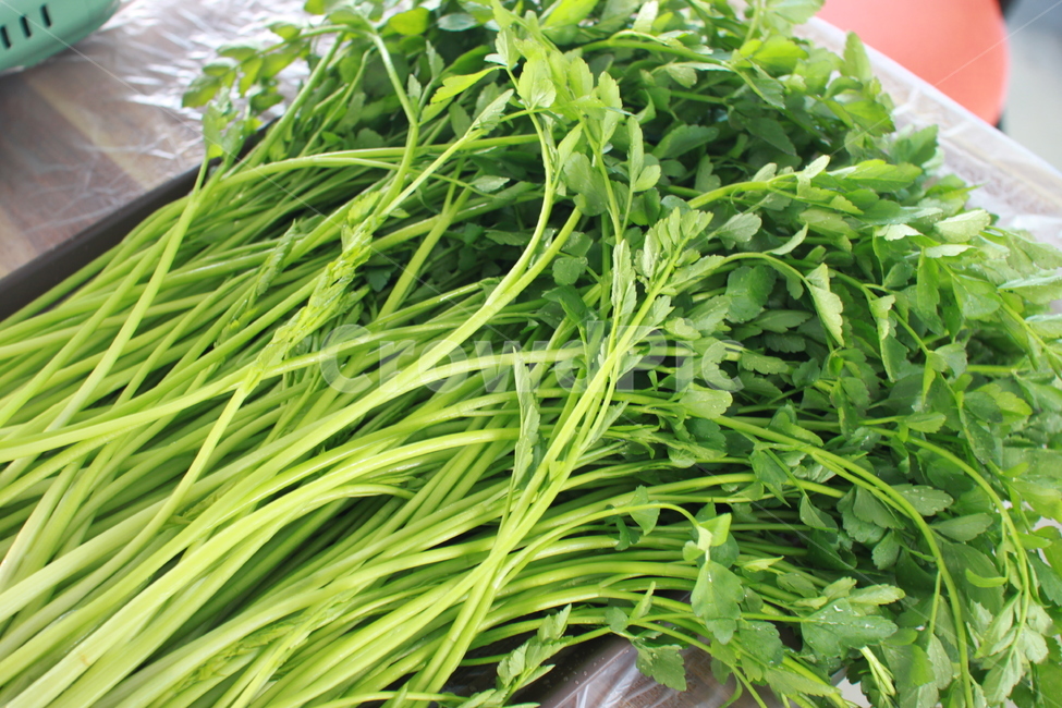 나물,초록,미나리,미나리나물,green,음식,식재료,요리,food,cook,meal,dishes,food reserves,채소,야채,vegetables