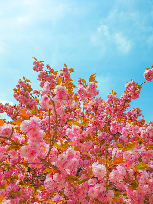 식물,벚꽃,꽃,pink,겹벚꽃,벚꽃축제,봄꽃,flower,tree,벚꽃나무,blossom,봄,계절,spring,season