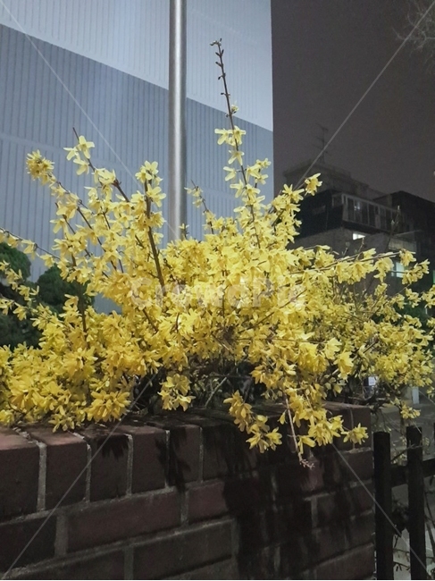 개나리,꽃,봄,동네,시작,아름다움,봄,계절,spring,season,식물,자연,plants,nature,꽃,flower,plant,bush,부시,vegetation,초목,blossom
