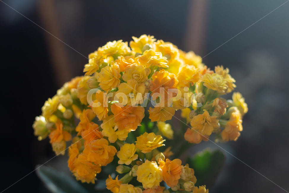 식물,flower,꽃,plant,자연,실내,노랑,꽃,flower