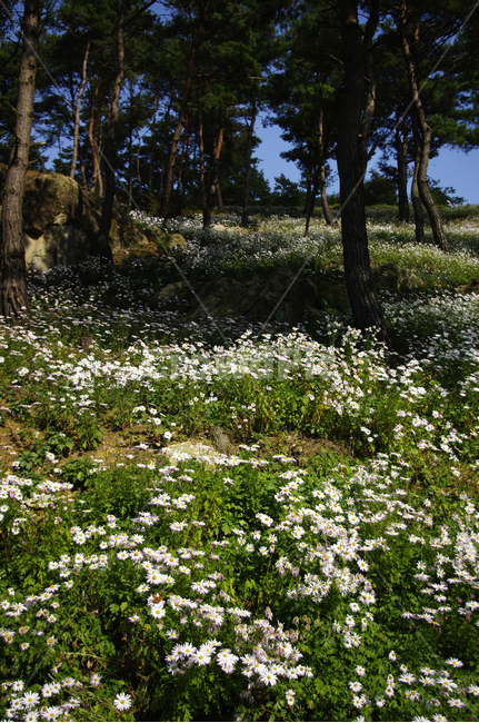 나무,숲,구절초,꽃,풍경,식물,flower,plant,tree