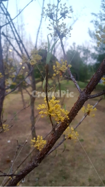 산수유,산수유나무,산수유꽃,노란꽃,꽃나무,봄꽃