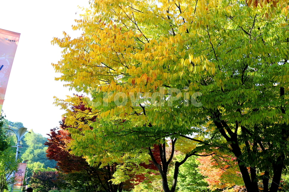 나무,단풍,식물,자연,가을,느티나무,가을,계절,fall,autumn,season,tree,plant,maple