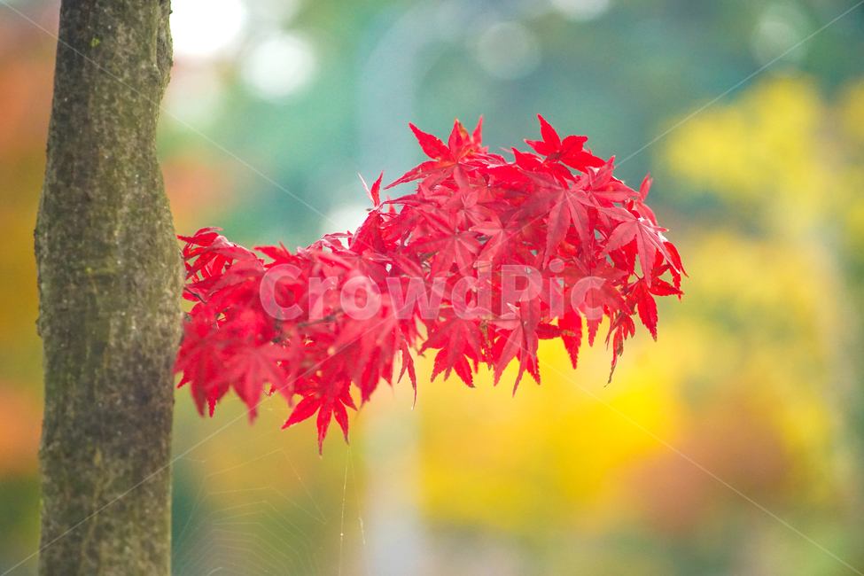 단풍,추색,가을,나무,나뭇잎,잎새,자연,잎,가을,계절,fall,autumn,season,leaf,plant,식물,tree,maple