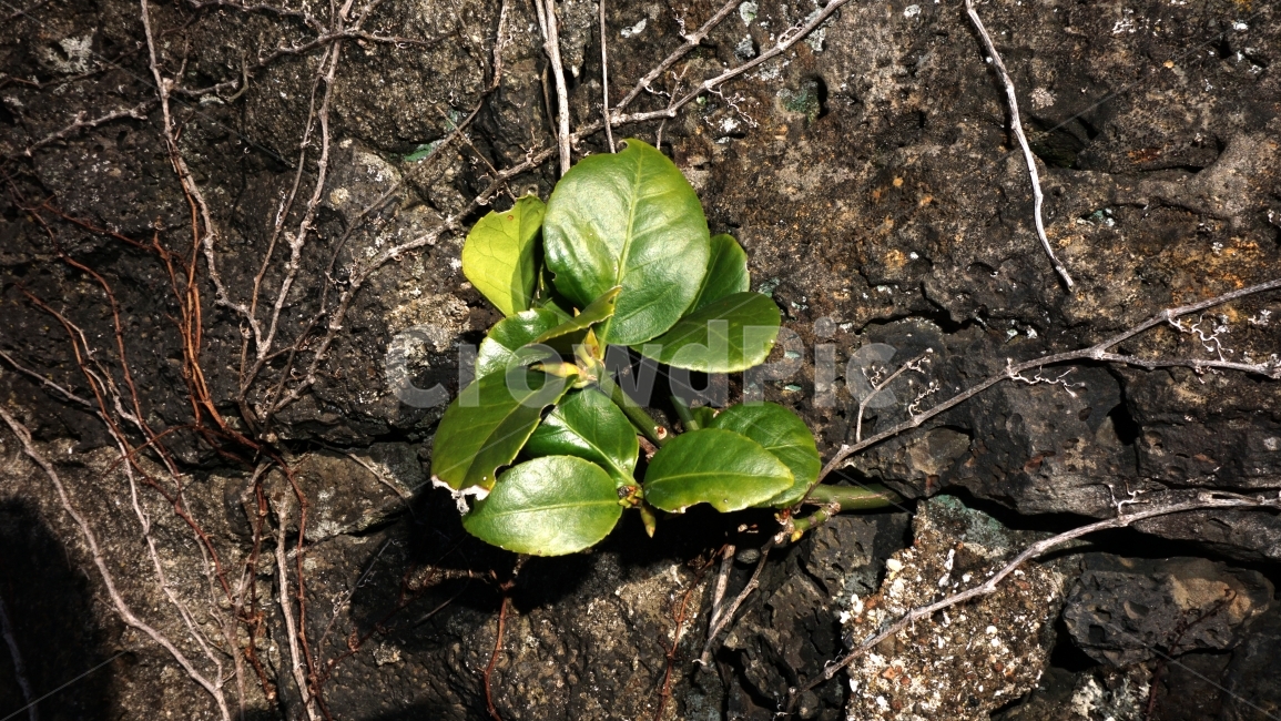 풀,돌담,새싹,희망,의지,초록,넝쿨,자연,신비,식물,자연,plants,nature