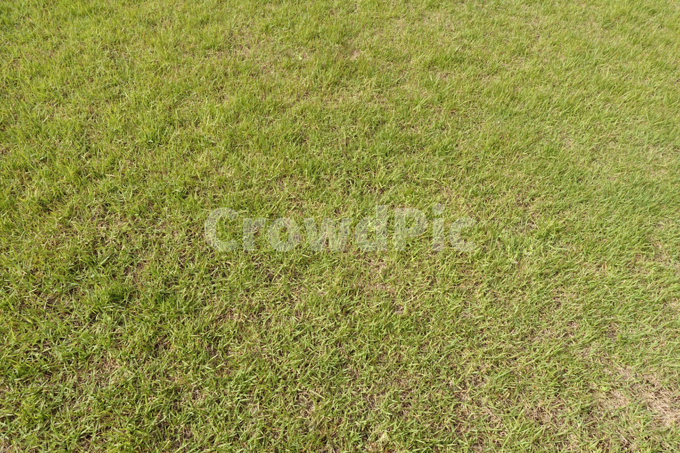녹색,grass,plant,식물,lawn,잔디,식물,자연,plants,nature