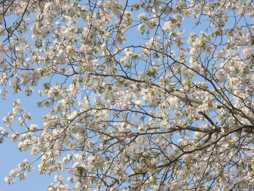 봄,벚꽃,나뭇가지,하늘,계절,자연,꽃잎,spring,cherryblossom,sky,season,flower,branch,tree