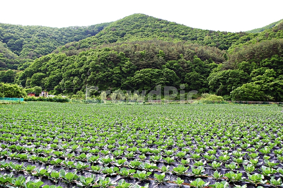 양배추,밭농사,농사,식물,풍경,자연,배경