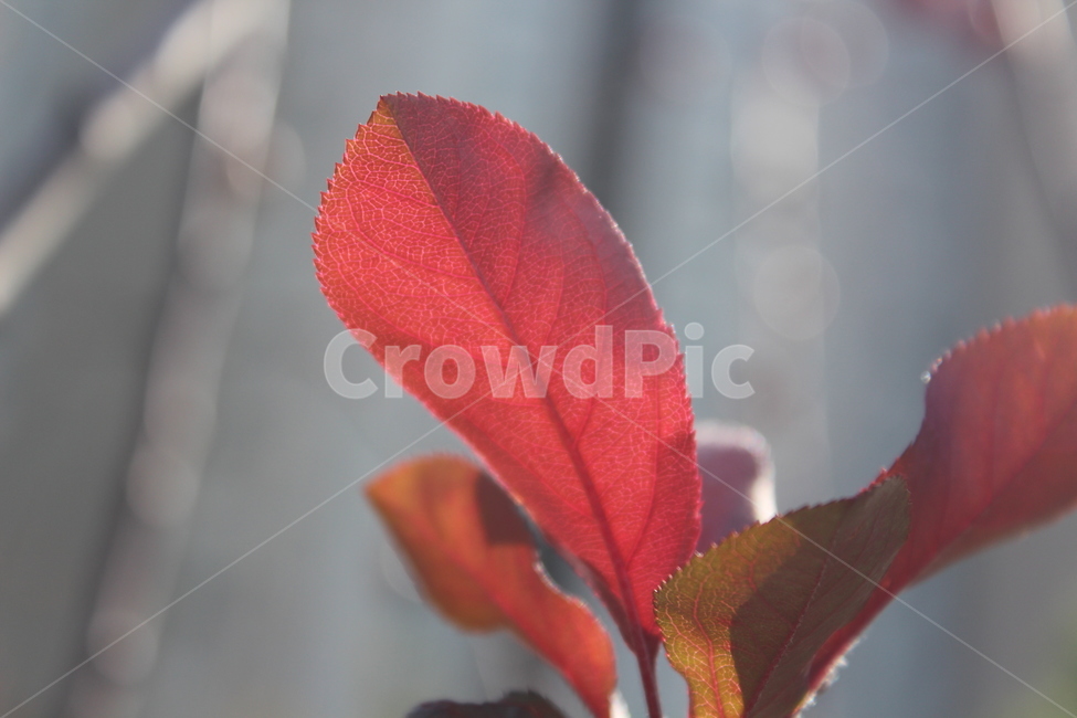 식물,잎,단풍,leaf,plant,가을,계절,fall,autumn,season,veins,정맥
