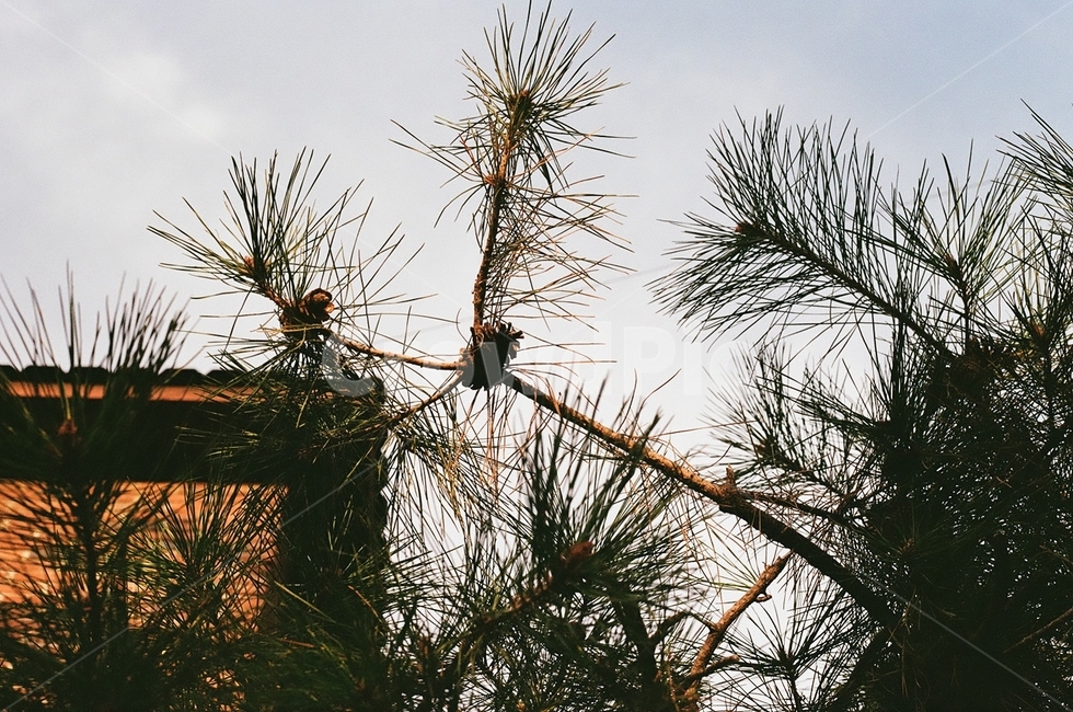식물,나무,tree,plant,소나무,솔나무,솔잎,식물,자연,plants,nature