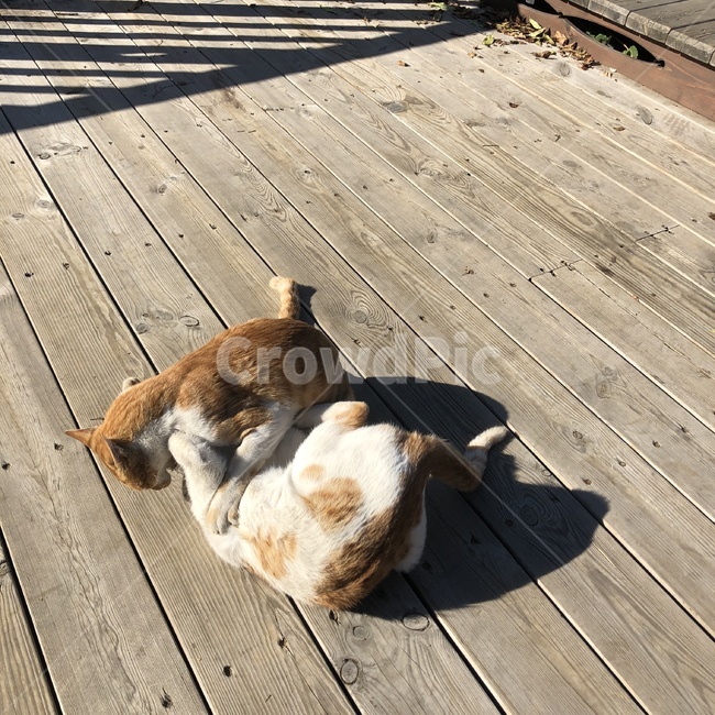 고양이,치즈고양이,길고양이,동물,귀여운