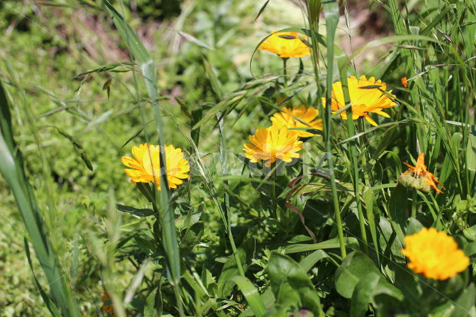 꽃,봄,하늘,오름,제주,봄,계절,spring,season,식물,자연,plants,nature,꽃,flower,plant