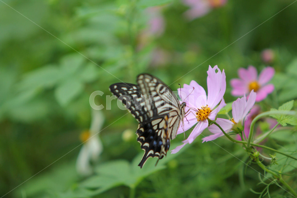 나비,꽃,호랑나비,풍경,flower,동물,animal,곤충,벌레,insect,bug