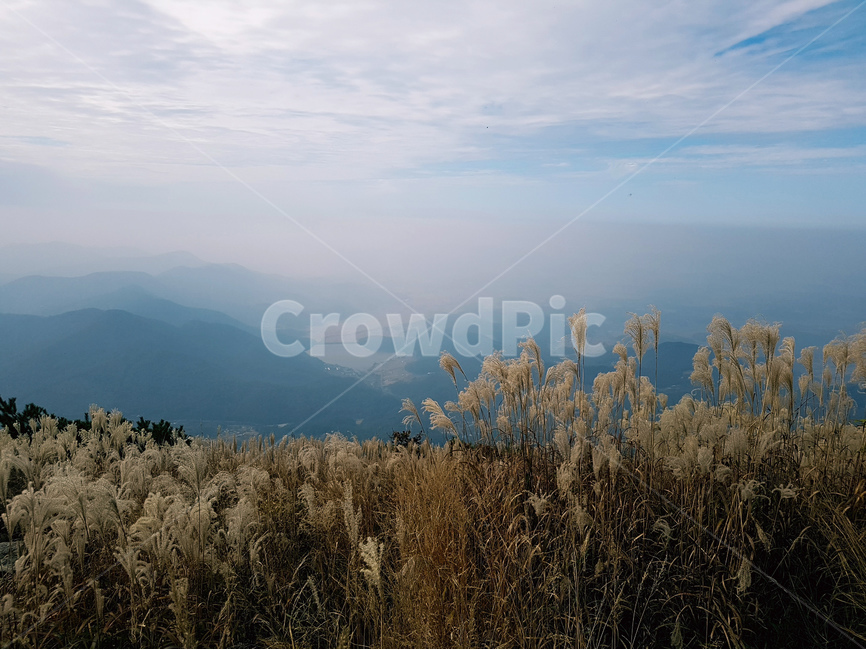 억새,구름,오서산,하늘,풍경,가을,가을,계절,fall,autumn,season,자연,풍경,nature,landscape,plant,식물,grass,잔디,lawn