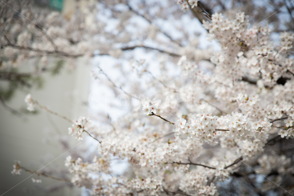 봄,spring,벗꽃,cherrytree,서울,korea,송파,봄,계절,spring,season,plant,식물,blossom,꽃,flower