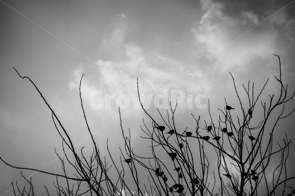 흑백,참새,구름,나뭇가지,하늘,감성,새,tree,bird,sky,자연,풍경,nature,landscape,실루엣,그림자,silhouette,shadow,흑백,모노톤,monochrome,black and white,weather,날씨
