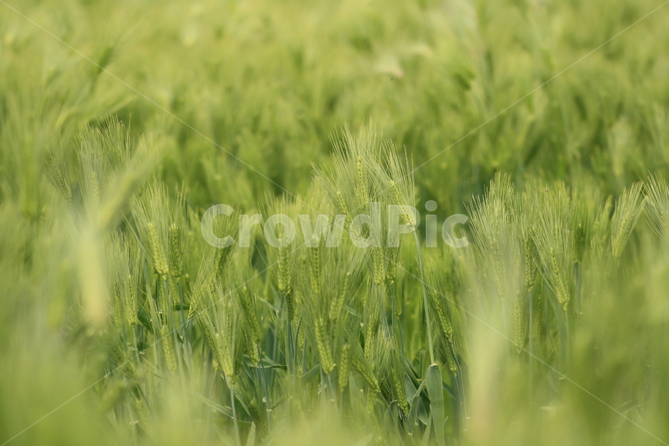보리,풍경,바람,초록,초록색,식물,자연,plants,nature