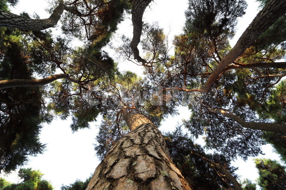 plant,식물,tree,나무,숲,grove,pinetree,소나무,나무줄기,treetrunk,식물,자연,plants,nature,나무,trees,wood