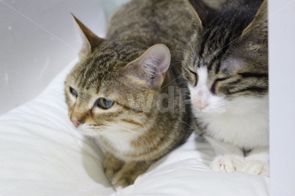 	고양이,반려동물,유기묘,길냥이,애완동물,cat,pet,kitten,아기고양이,코숏,코리안숏헤어,동물,동물,animal,고양이,cat,kitten,kitty,포유류,mammal