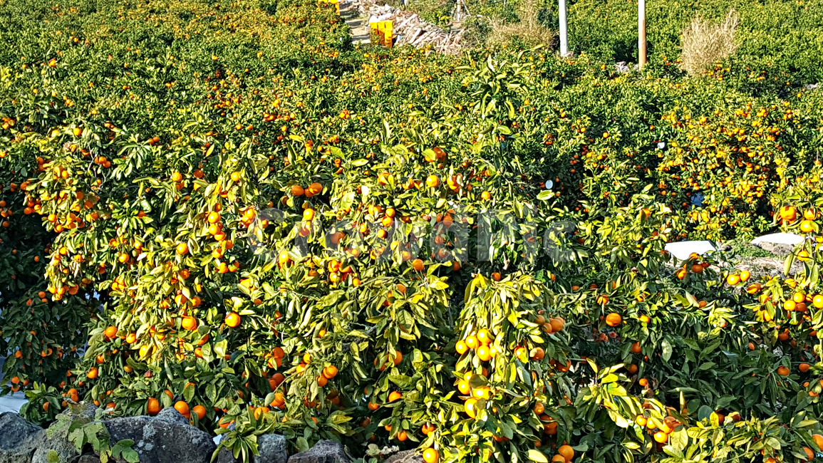 귤,귤나무,감귤,자연,nature,옥외,outdoors,plant,식물,fruit,과일,food,음식,과일,열매,fruit