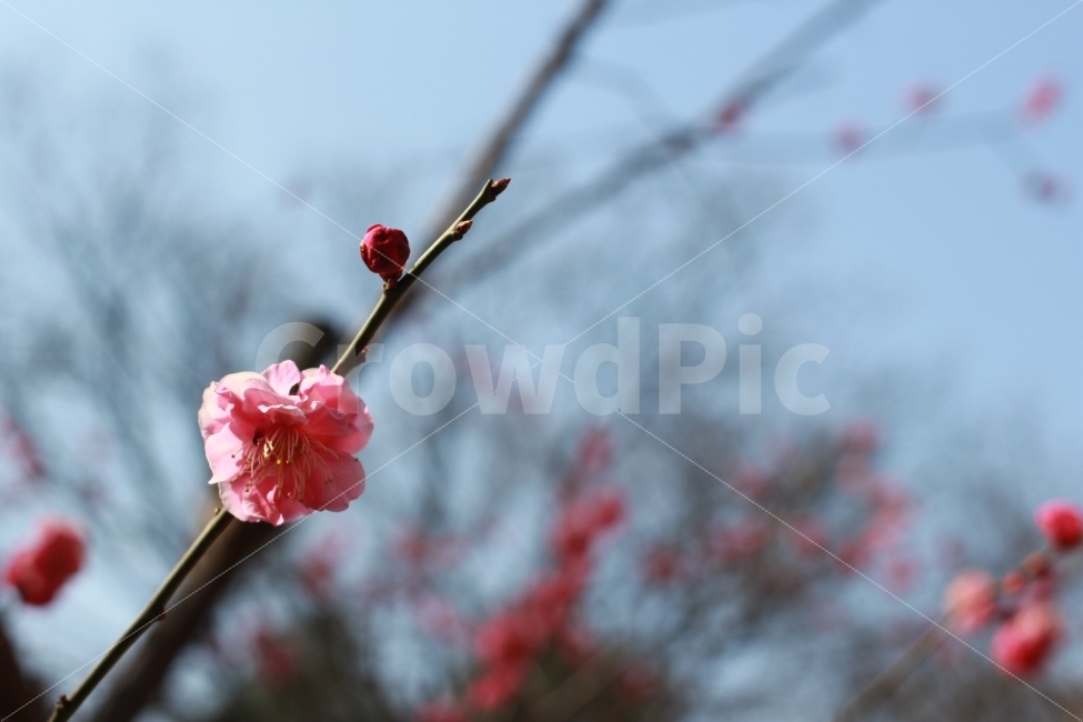 매화,홍매화,flower,꽃,식물,봄,canon,100d,dslr,스냅,봄,계절,spring,season,식물,자연,plants,nature,꽃,flower,감성,sensible,feeling,plant