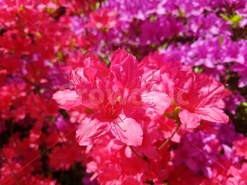 봄,꽃,자연,빨강,Spring,Flower,Nature,Red,Sunny,식물,자연,plants,nature,봄,계절,spring,season,꽃,flower,plant,blossom,geranium,제라늄
