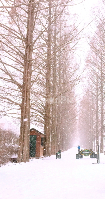 풍경,메타세콰이어,겨울,눈,나무,감성,겨울,계절,winter,season,자연,풍경,nature,landscape,한국자연풍경,한국자연경관,korea nature landscape,식물,plants,나무,trees,wood,outdoors,옥외,snow,blizzard,눈보라,storm,폭풍