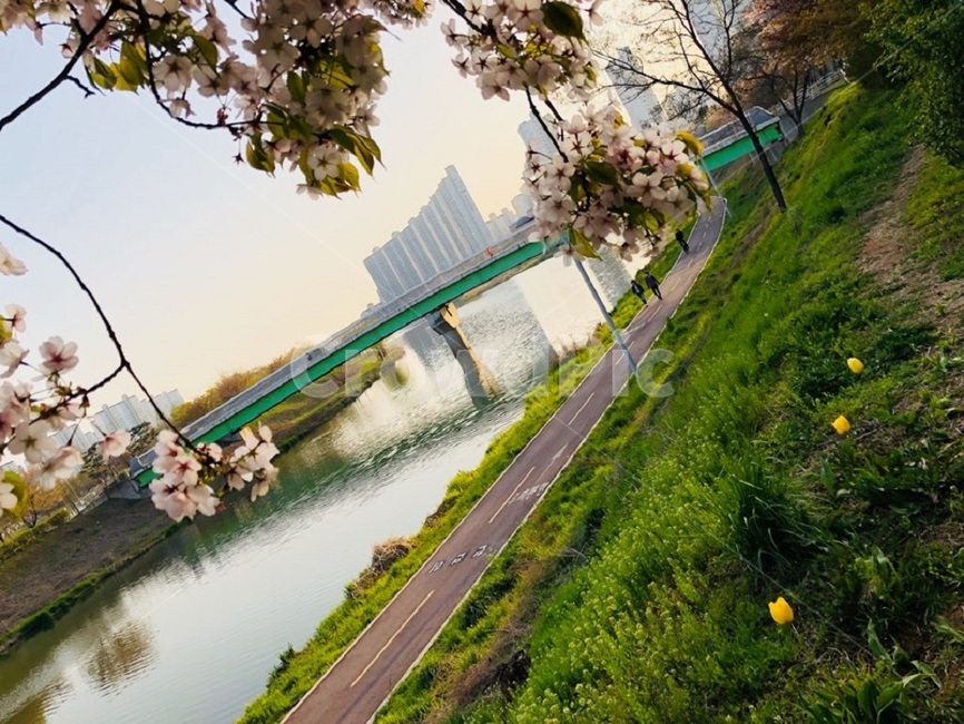 동네천,안산천,꽃,봄,봄꽃,도시,풍경,city,landscape,한국도시풍경,한국도시경관,korea cityscape,outdoors,옥외,water,물