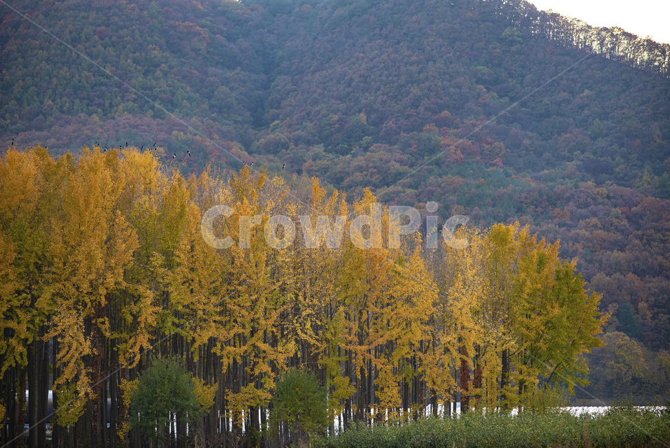 가을,은행나무,풍경,나무,산,배경,단풍,가을,계절,fall,autumn,season,tree,plant,식물,larch,낙엽송