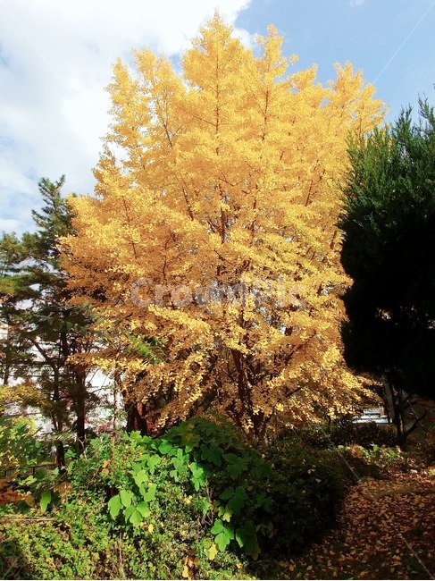 노랑,plant,식물,tree,나무,은행나무,자연,nature,yellow,green,초록,가을,계절,풍경,경치