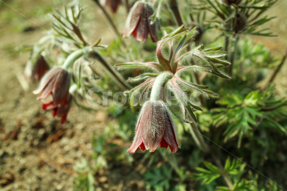 할미꽃,꽃,야생화,식물,꽃송이,자주색꽃,솜털,군락지,자연,식물,자연,plants,nature,꽃,flower