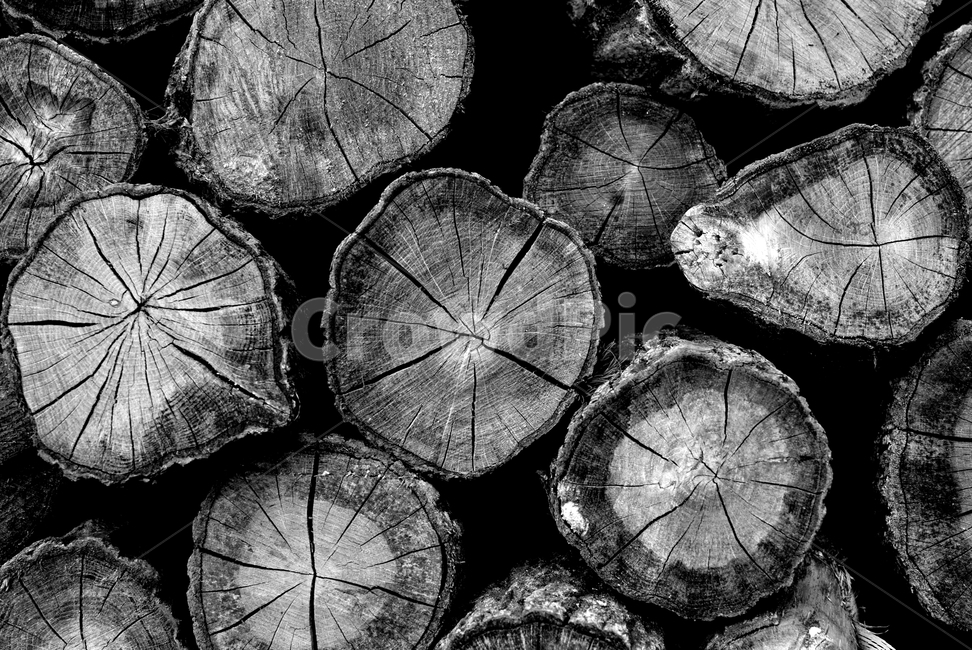 나무,재목,통나무,장작,원통,흑백,모노톤,monochrome,black and white