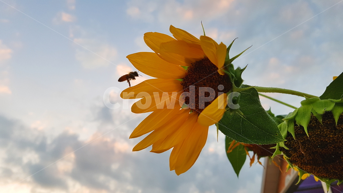 해바라기,벌,하늘,구름,저녁노을,꽃,풍경,감성,자연,정서,bee,flower,sunflower,sky,nature,background,cloud,yellow,식물,자연,plants,nature,꽃,flower,동물,animal,곤충,벌레,insect,bug