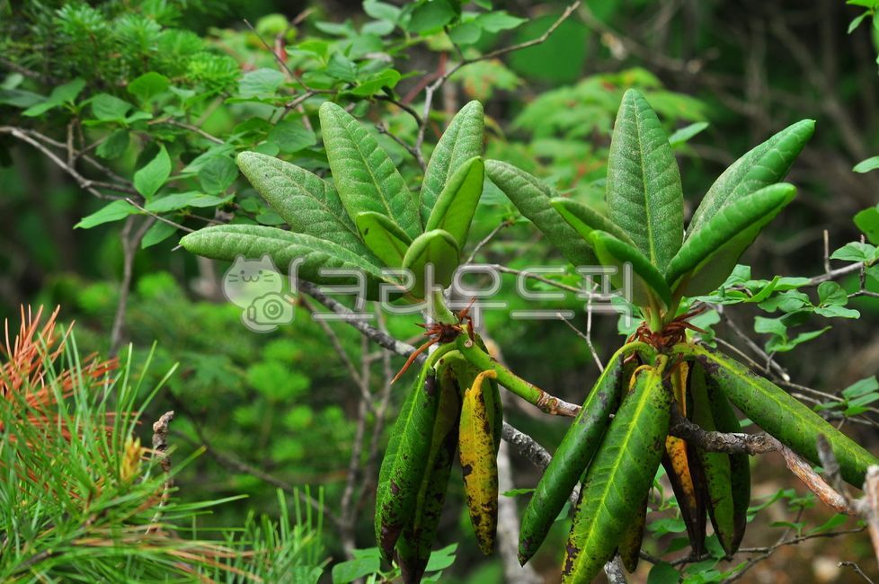 만병초,고산식물,희귀식물,보호식물,약용식물,약재,나무,잎새,이파리,plant,식물,leaf,잎,야외,옥외,아웃도어,배경,바탕,백그라운드,천상초,뚝갈나무,만년초,풍엽,석암엽,진달래과,상록관목,자연,환경,nature