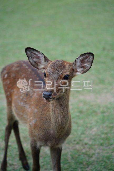 사슴,동물,나라공원,일본사슴공원,노루,사슴공원,공원,귀여운,일본,고라니,deer,nara,animal,japan