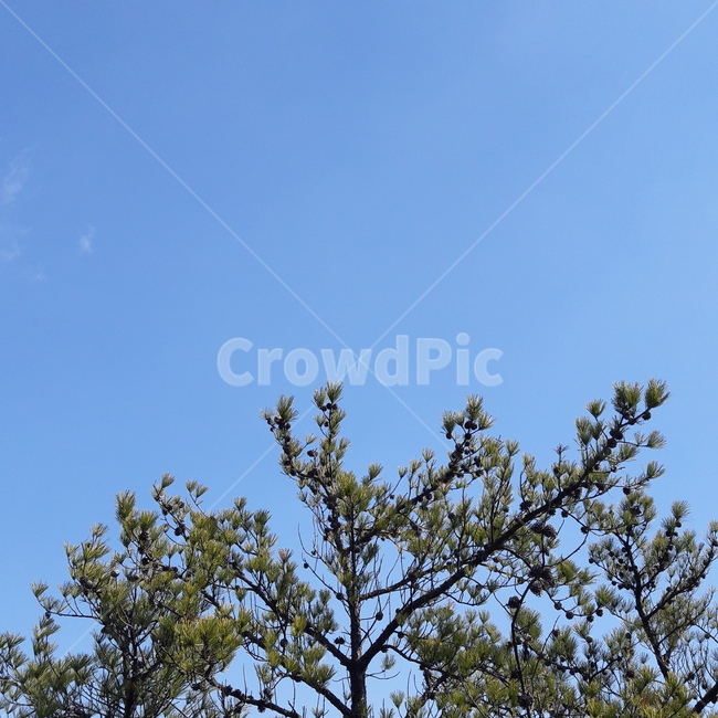 나무,plant,식물,하늘,맑은,clear,sky,자연,nature,나무,trees,wood