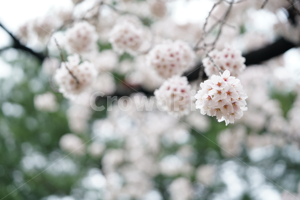 벚꽃,꽃,플라워,봄,봄꽃,flower,흰색,화이트,느낌,감성,접사,계절,나무,식물,생명,생물,봄,계절,spring,season,식물,자연,plants,nature,꽃,flower,plant,blossom