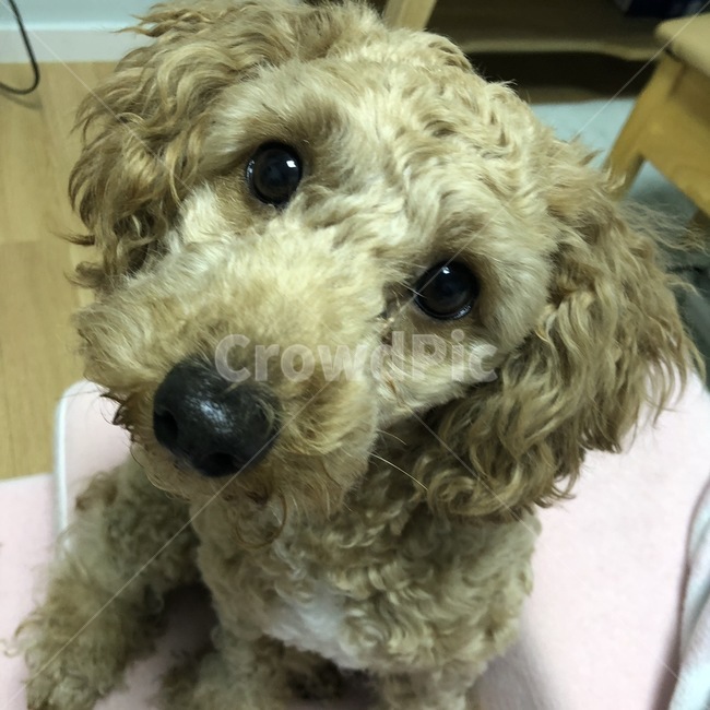 개,멍멍이,강아지,귀여움,dog,animal,동물,animal,포유류,mammal,개,강아지,dog,doggy