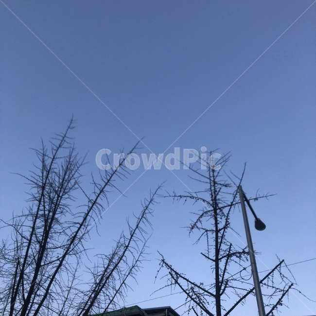 자연,나무,겨울,하늘,계절,자연,풍경,nature,landscape