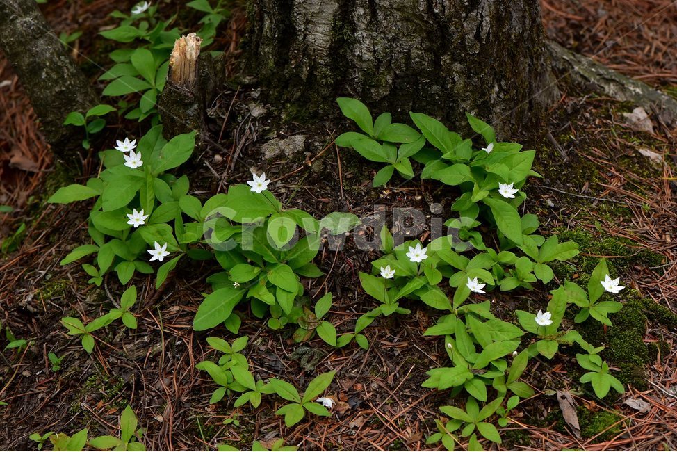 참기생꽃,야생화,식물,자연,생태,꽃,힐링,플라워,wildflower,flower,plants,nature,season,감성,느낌,emotion,feeling,앵초목,앵초과,기생꽃속,여러해살이풀,희귀식물,식물,자연,plants,nature,꽃,flower