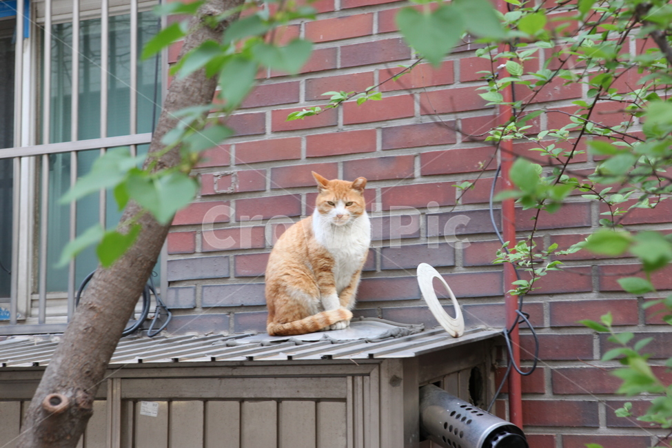 동물,고양이,감성사진,도시풍경,서울,이태원,풀,나무,동물,animal,포유류,mammal,고양이,cat,kitten,kitty