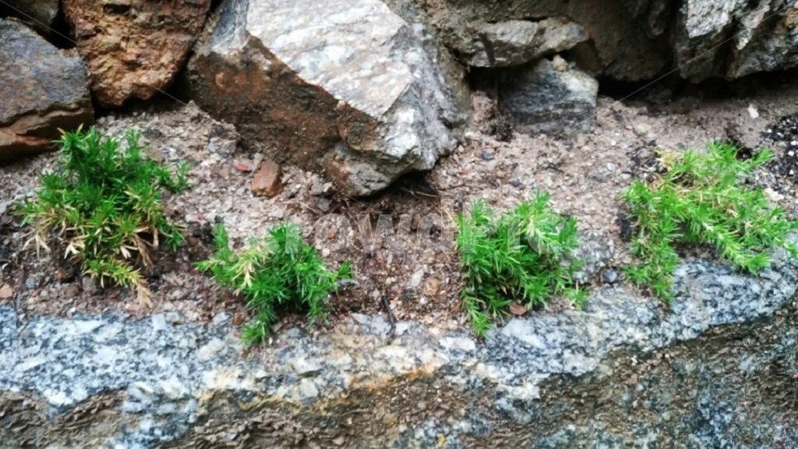 작은풀,풀,가지런,촉촉,바위,식물,자연,plants,nature