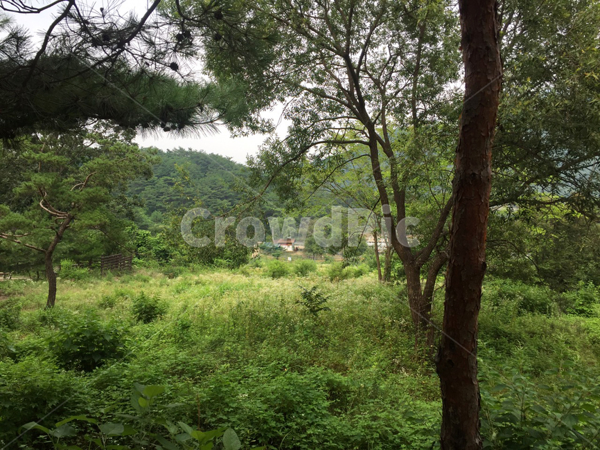 자연경관,숲,나무,녹색,산림,자연,잎,식물,풀,산