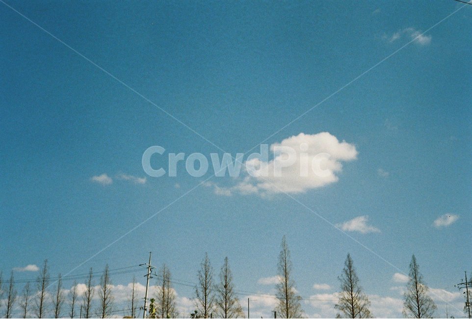 구름,하늘,sky,cloud,tree,흰둥이,캐릭터,닮은꼴,자연,풍경,nature,landscape,나무,plant,식물,fir,전나무