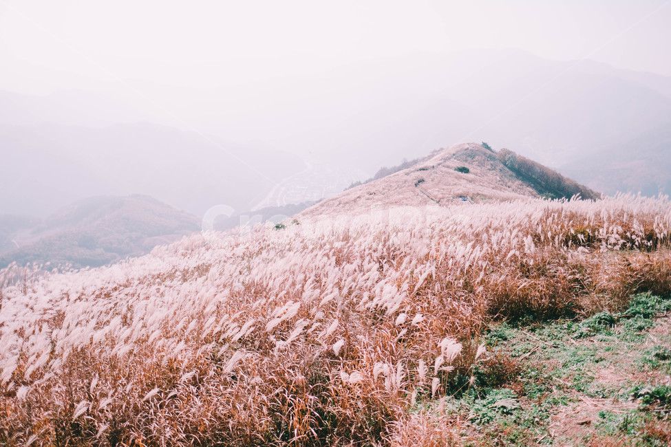 산,민둥산,가을,억새,흩날리다,가을,계절,fall,autumn,season,자연,풍경,nature,landscape,한국자연풍경,한국자연경관,korea nature landscape,감성,sensible,feeling,plant,식물,grass,잔디,outdoors,옥외