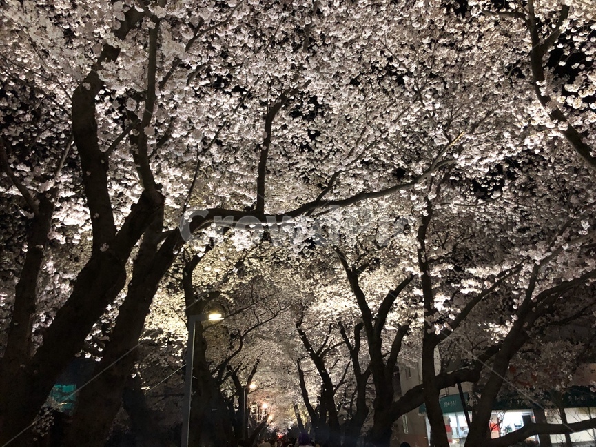 벚꽃,나무,자연,식물,tree,cherryblossoms