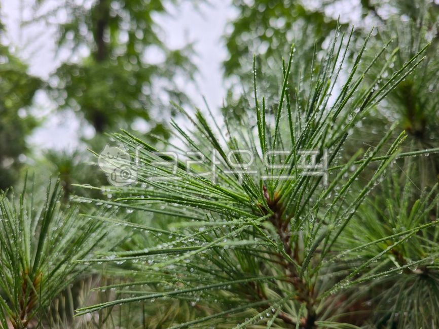 Pine needles,pine needles,water drops,rain,pine tree water drops,pine rain