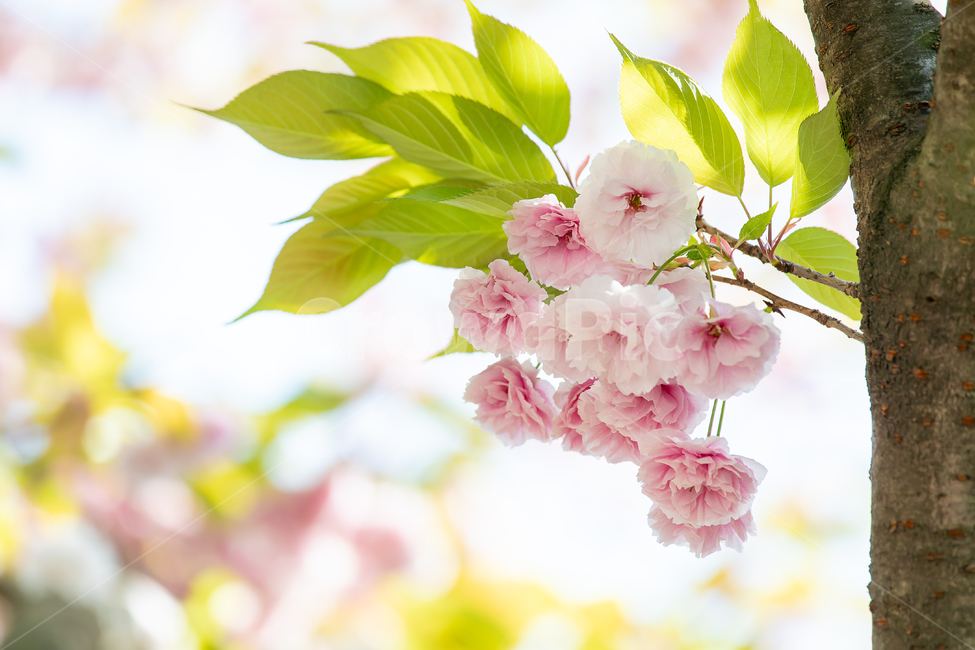 겹벚꽃,벚꽃,왕벚꽃,벚꽃나무,봄꽃,식물,활짝핀,나무가지,봄,핑크,꽃,분홍꽃,나무,가지,꽃송이,야외,자연,배경,계절,cherryblossom,springtime,flower,pink,tree,branch,nature,plants,season,spring,plant,식물,자연,plants,nature,꽃,flower