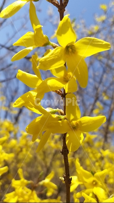 봄꽃,개나리,봄,개나리꽃,봄소식,감성,plant,pollen,식물,flower,blossom,꽃